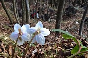 86 Spettacolo di ellebori in fiore